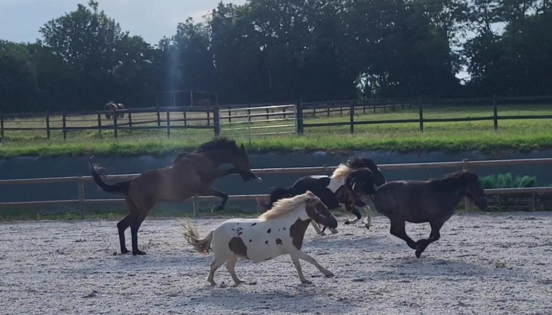 Relais Equestre Du Miloir - Chambres D'Hotes Saint-Desir Eksteriør billede