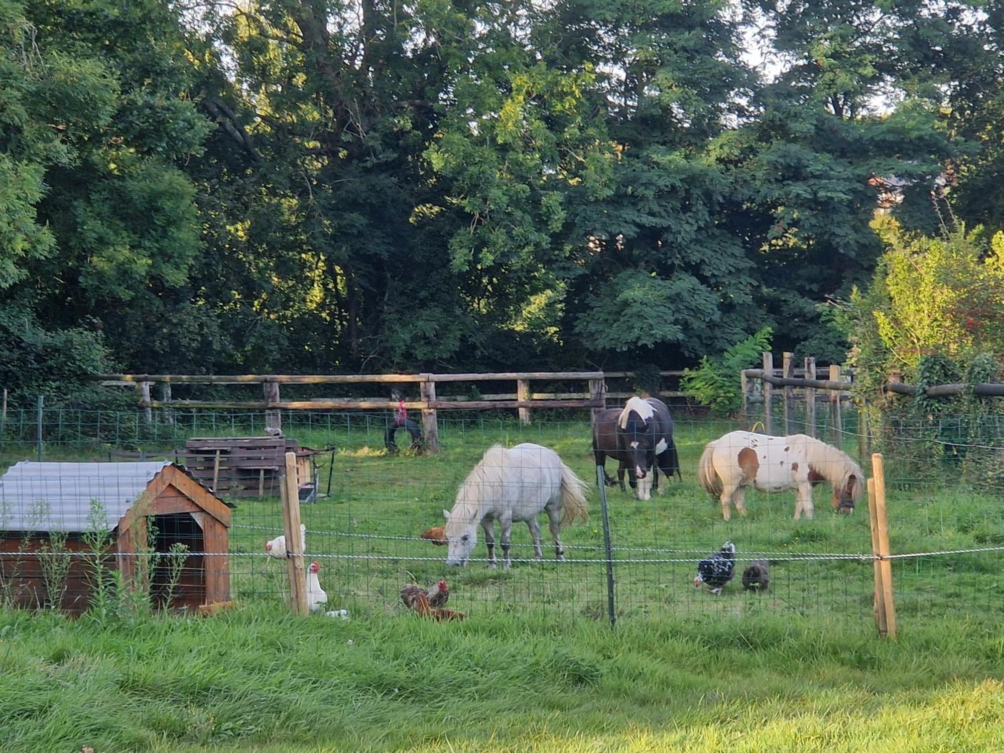 Relais Equestre Du Miloir - Chambres D'Hotes Saint-Desir Eksteriør billede