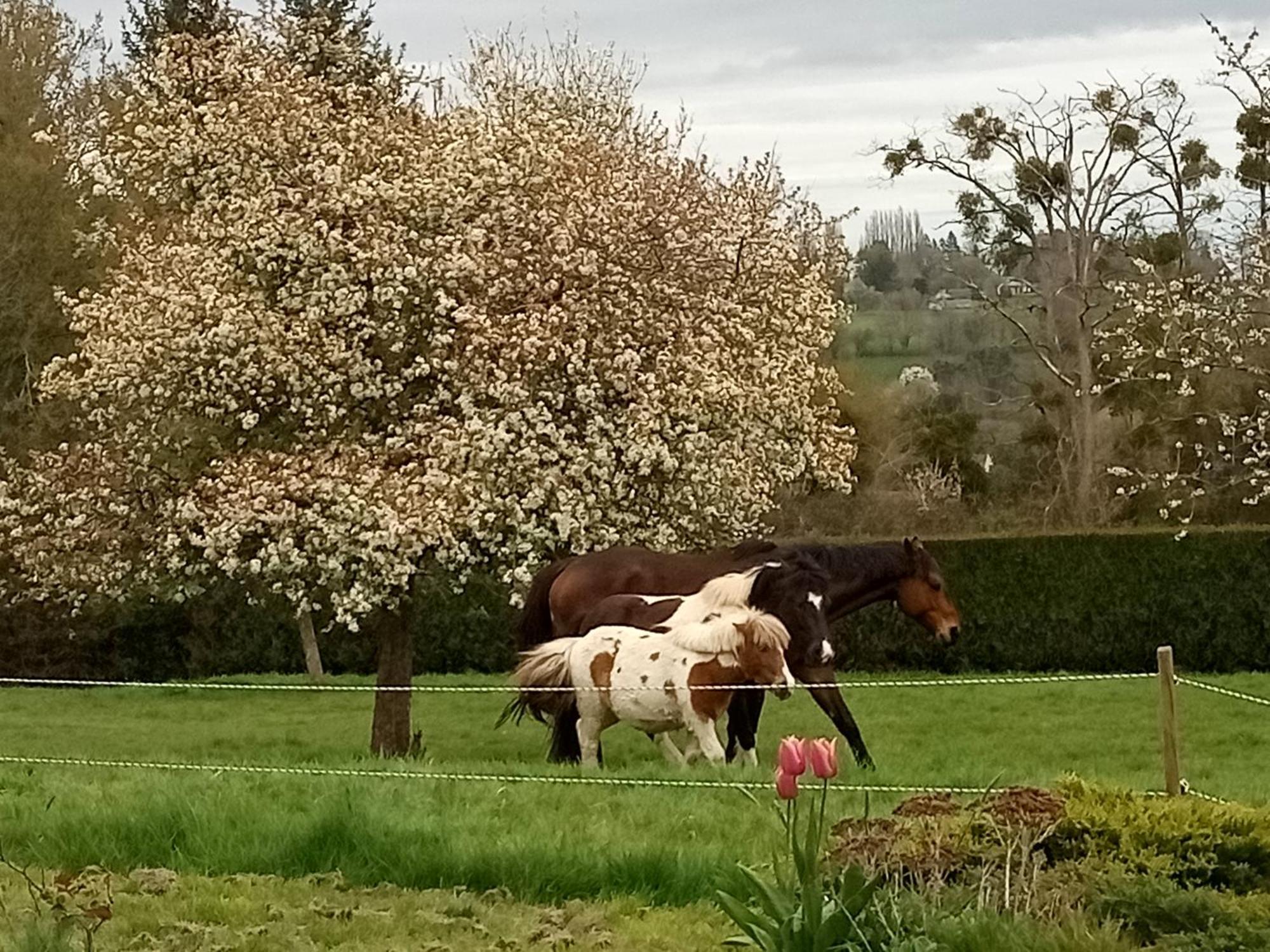 Relais Equestre Du Miloir - Chambres D'Hotes Saint-Desir Eksteriør billede